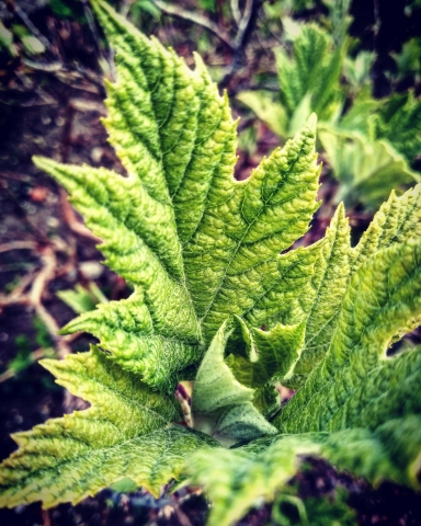 Natural mente foglia