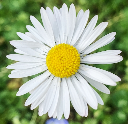 Daisy