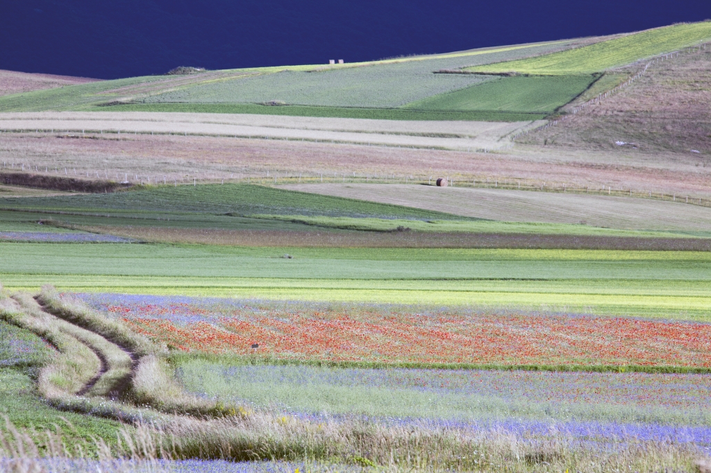 Fioritura di Castelluccio di Norcia