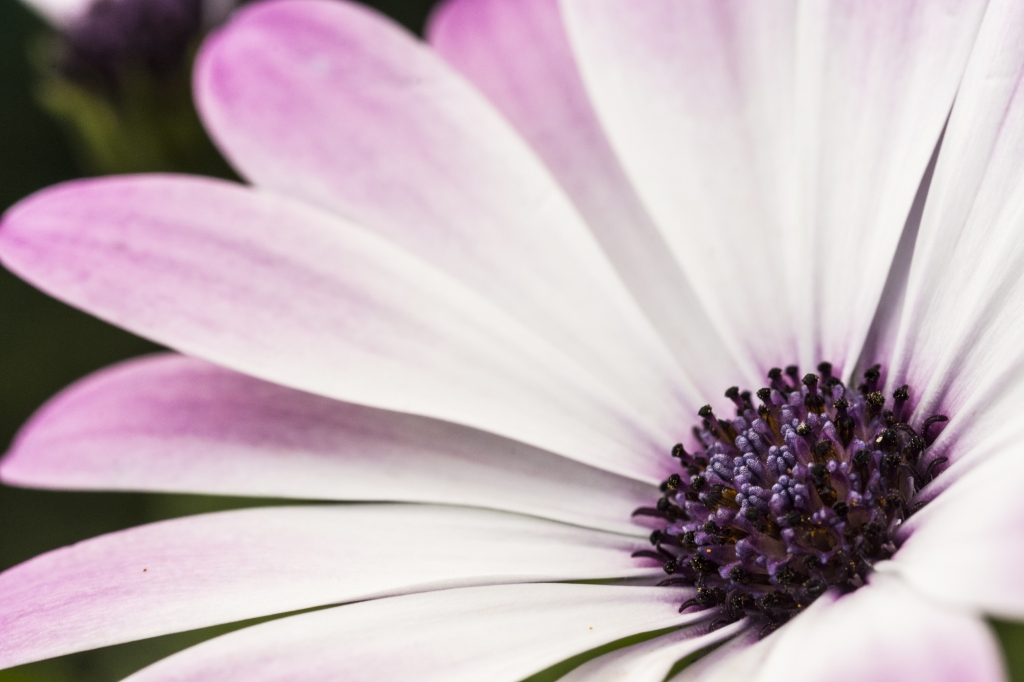flower macro