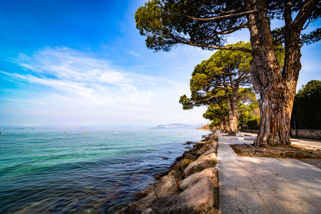 tree on the lake shore