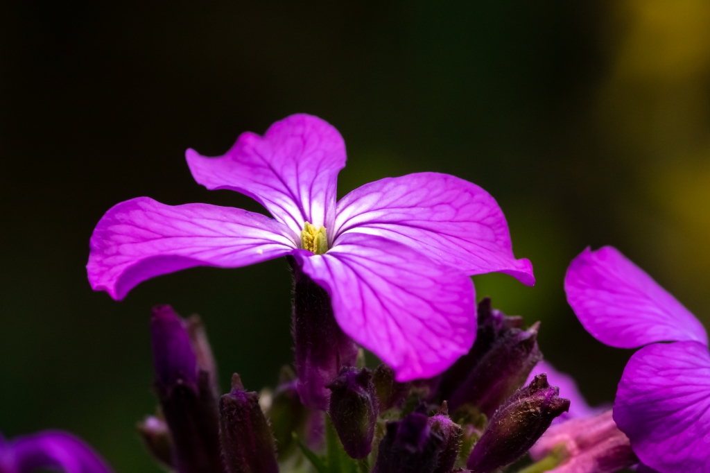 natura viola