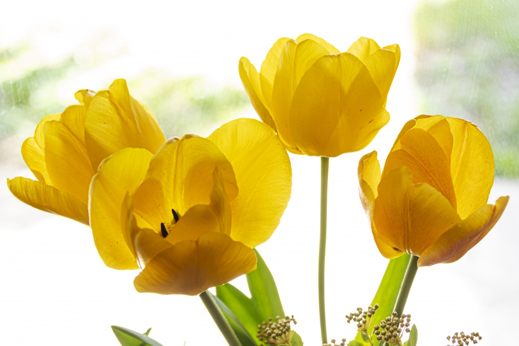 Spring yellow
