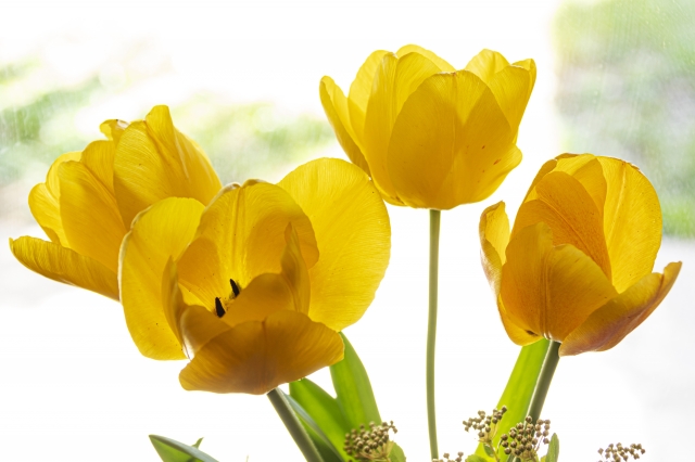 Spring yellow