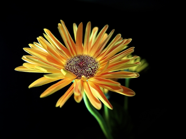 Delicatezza di un fiore