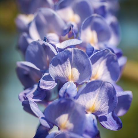 BLue World