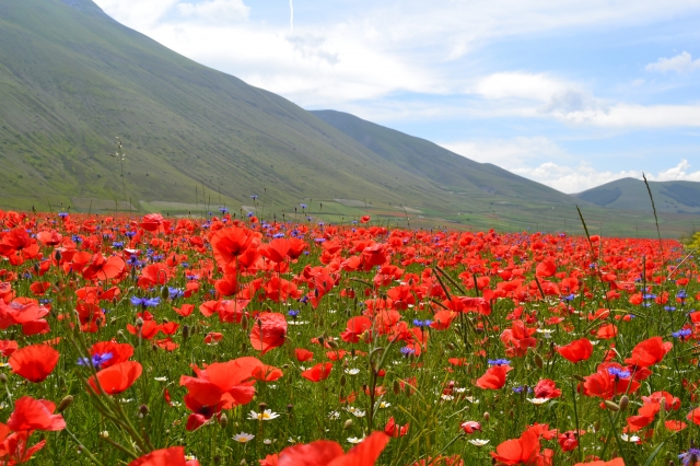 Fioritura di Castelluccio