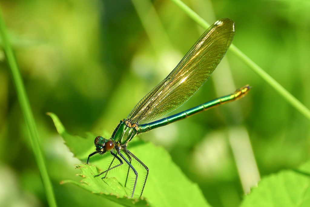 Libellula verde tra l'erba.