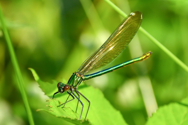 Libellula verde tra l'erba.