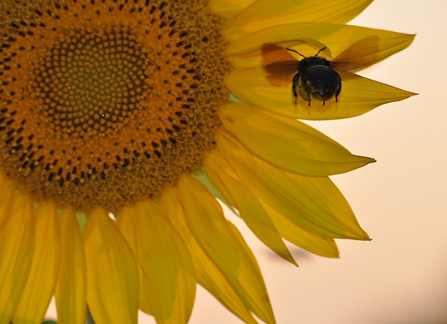 Girasole con calabrone