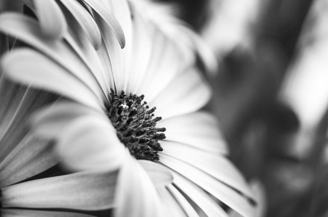 fiore macro