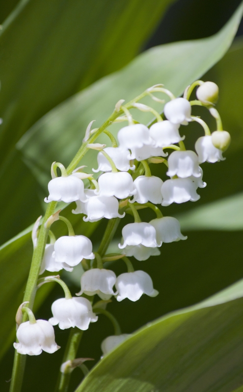 fiori di pianta del mughetto