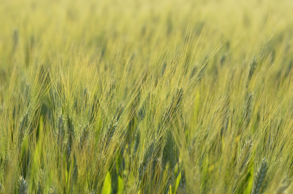 campo di grano