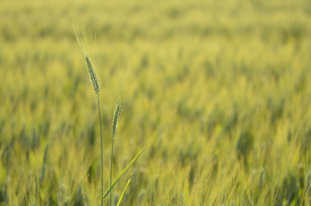 spighe di grano