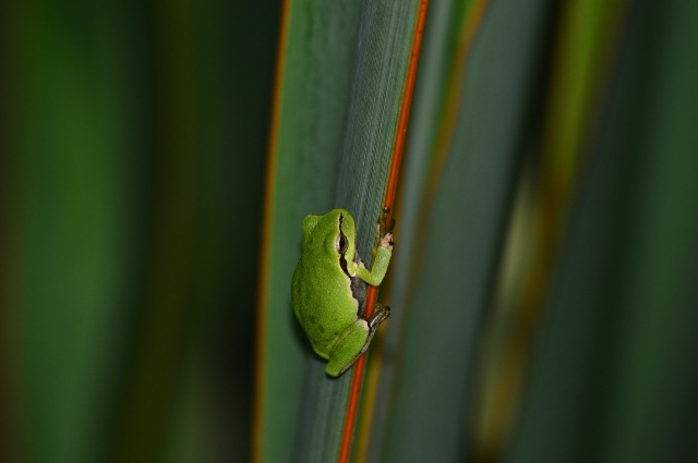 Raganella 2