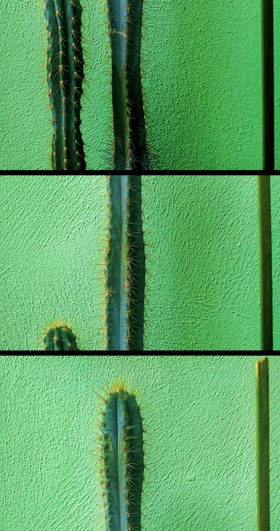 Cactus scomposto