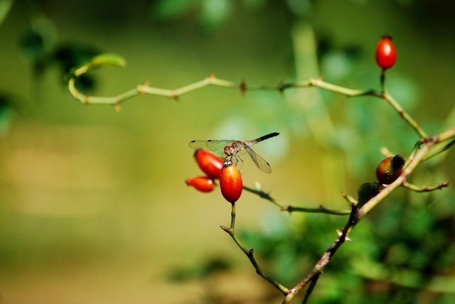 Libellula