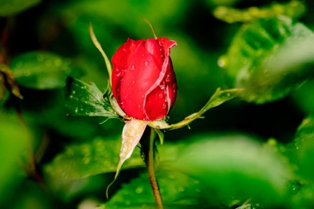 Il bocciolo di rosa · perdurare