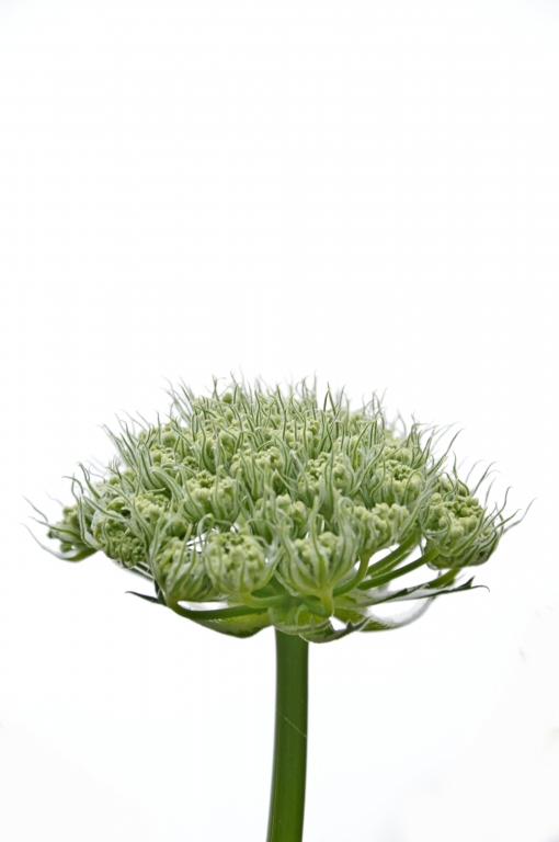 Bello e velenoso