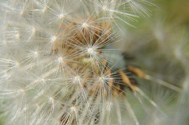 Soffione