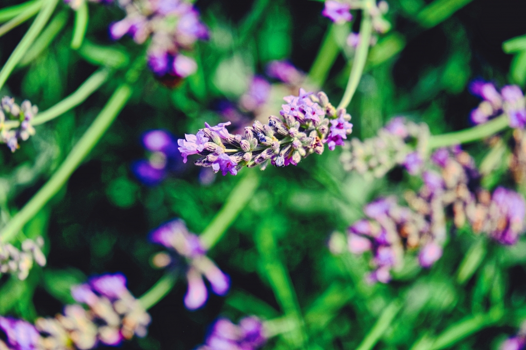 Lavanda