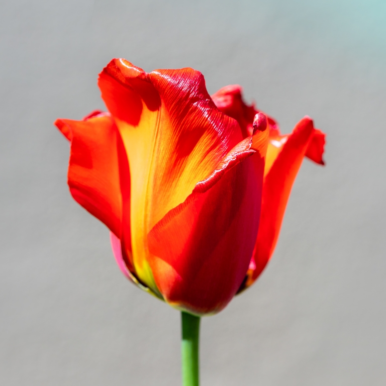 rosa rossa