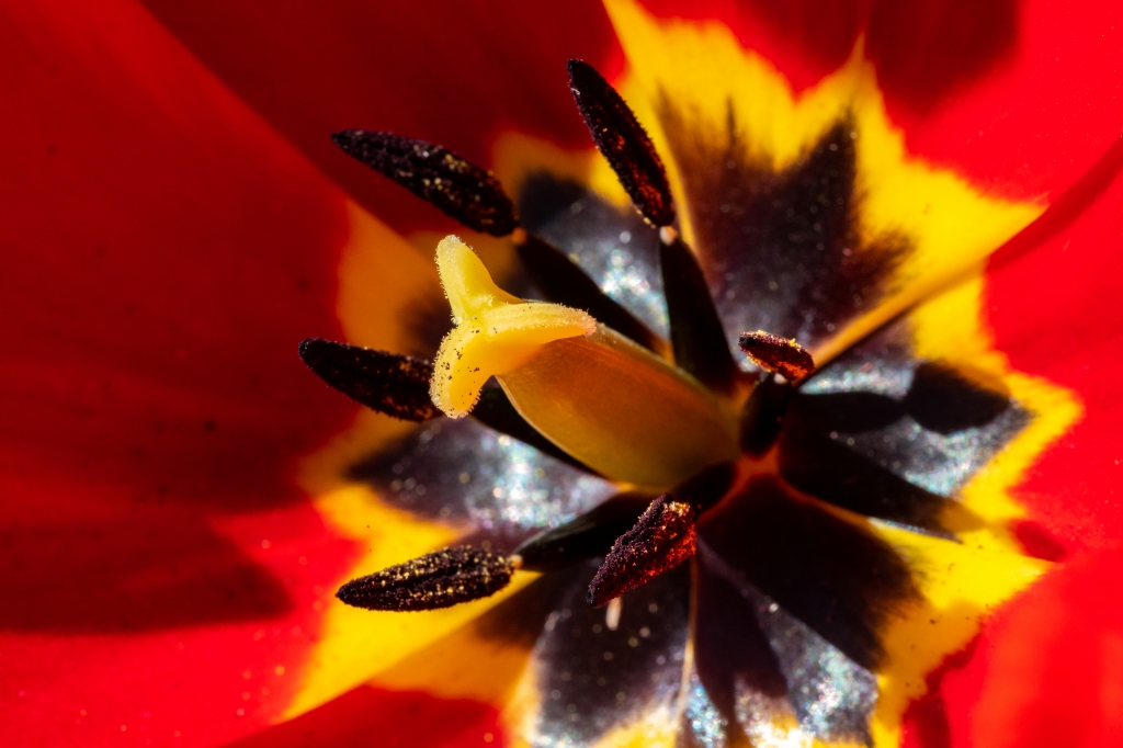 dettaglio di tulipano