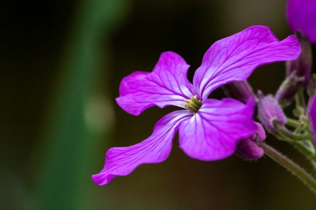 fiore viola
