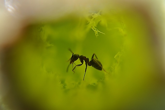 Dentro il gambo di una pianta