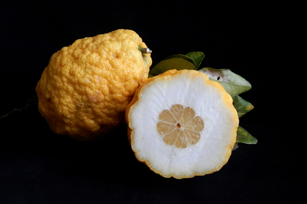 un cedro e mezzo