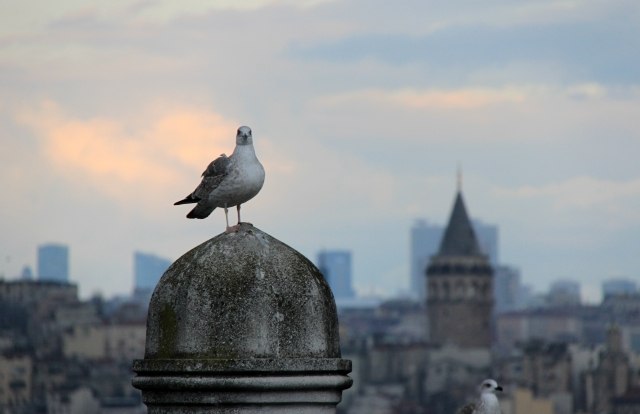 Guarda me