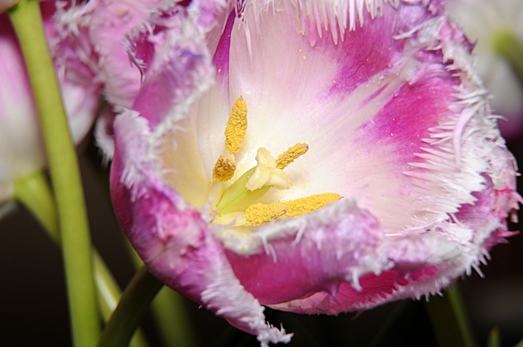Tulipano