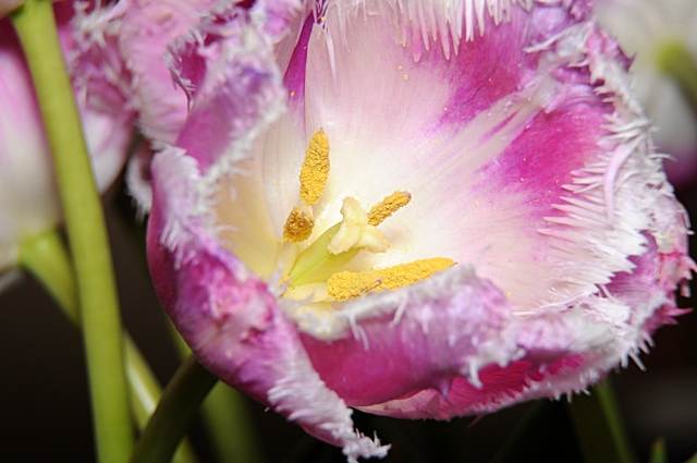 Tulipano