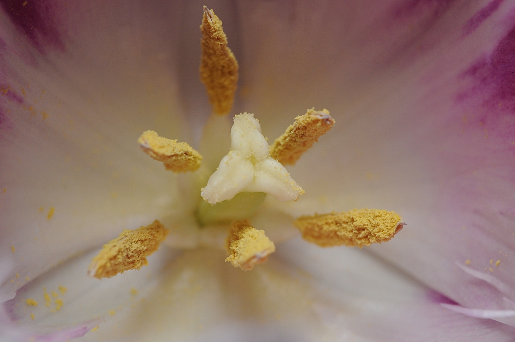 Dentro il tulipano close-up
