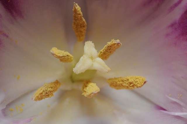 Dentro il tulipano close-up