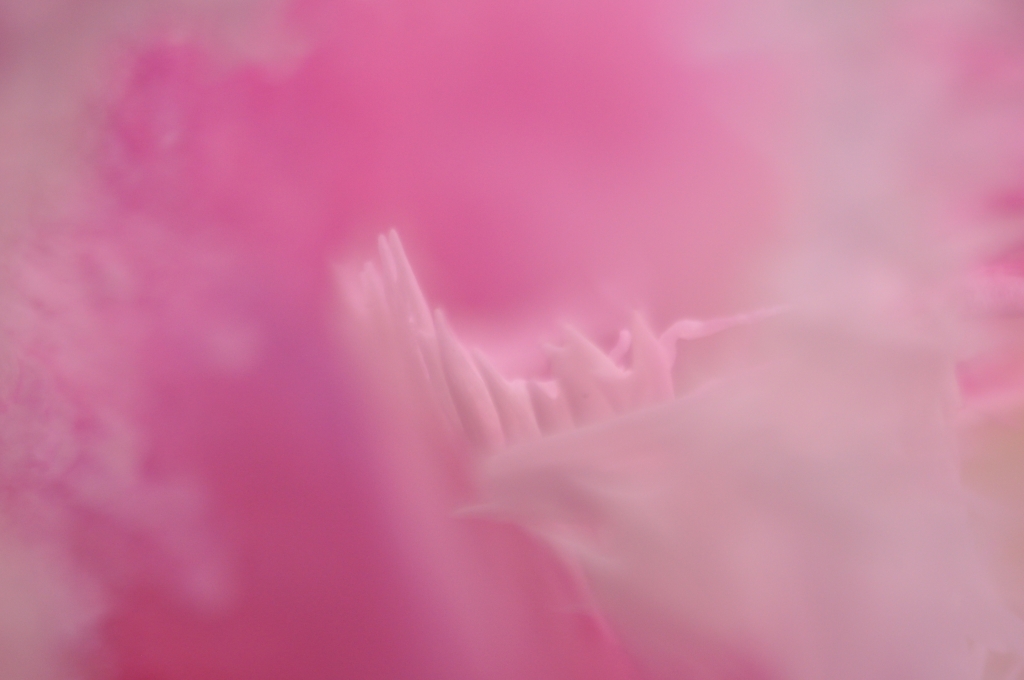 Delicato rosa