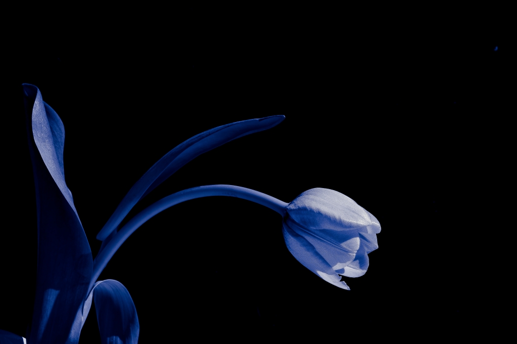 Blu