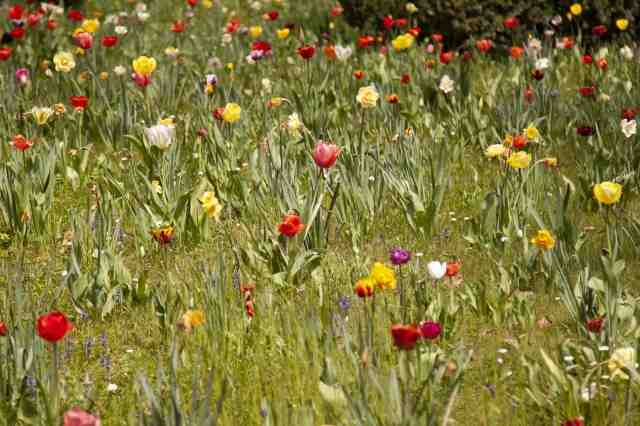 campo di tulipani