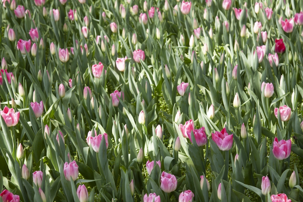coltivazione di tulipani