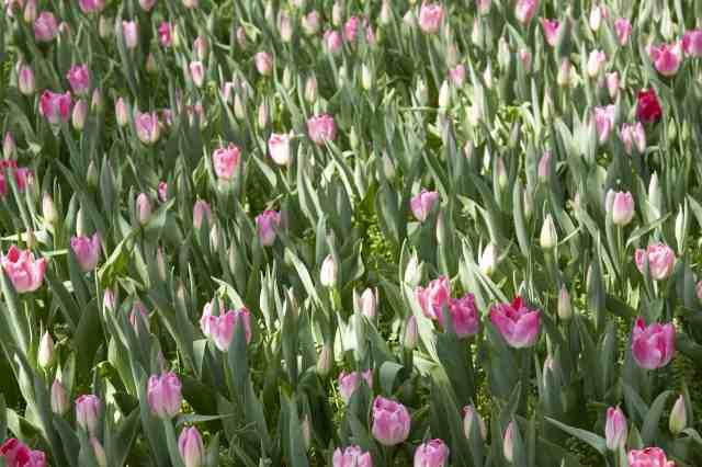 coltivazione di tulipani