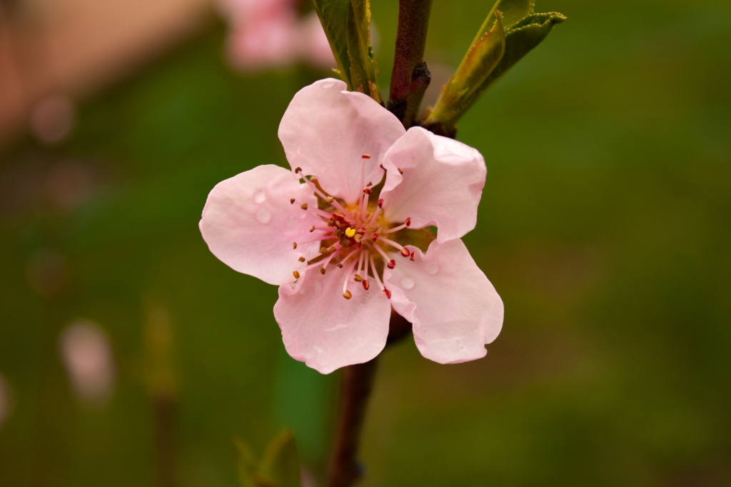 fiore di pesco