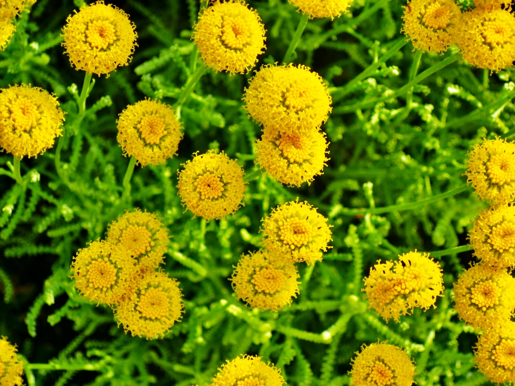 fiori gialli