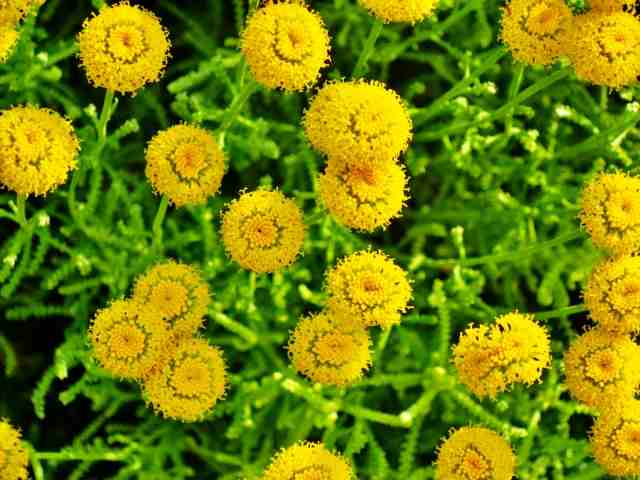 fiori gialli