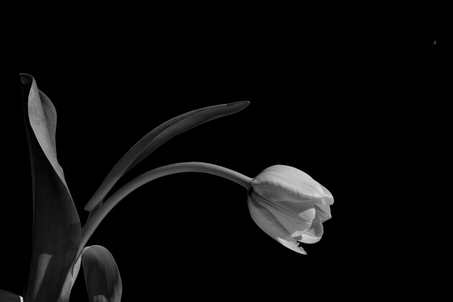 tulipano Bianco