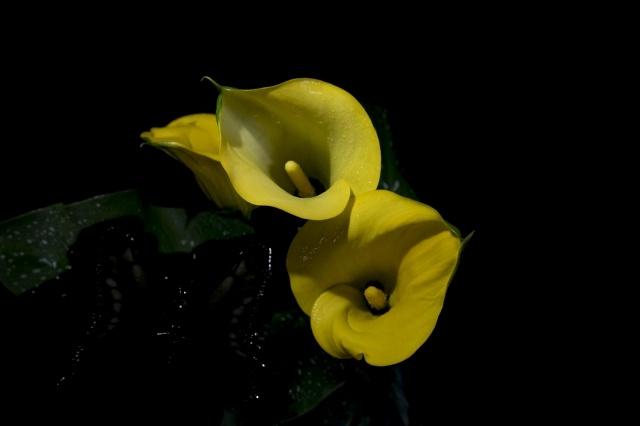 Calla Gialla