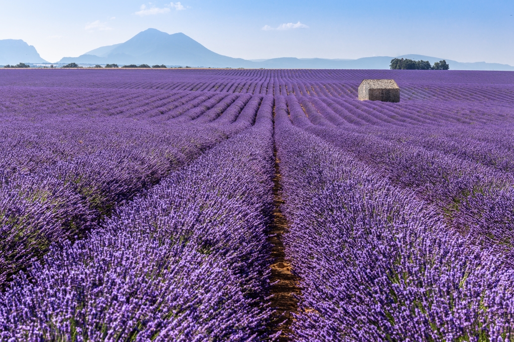 lavender field in Provence