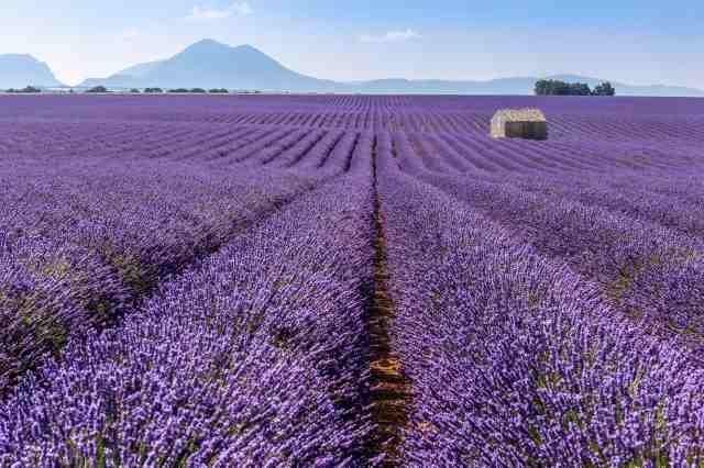 lavender field in Provence