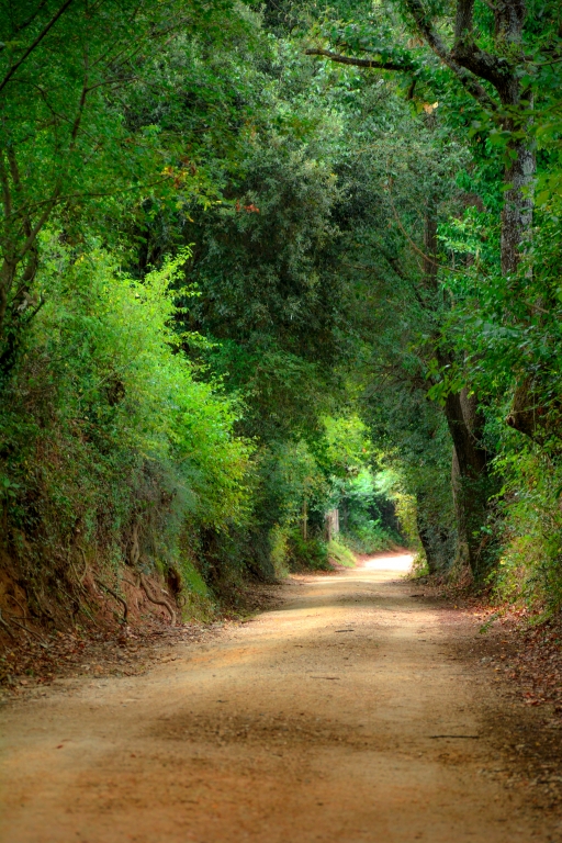 Sentiero di alberi