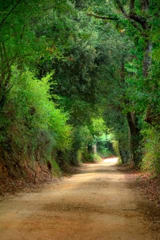 Sentiero di alberi
