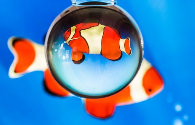 Pesce pagliaccio in una boccia